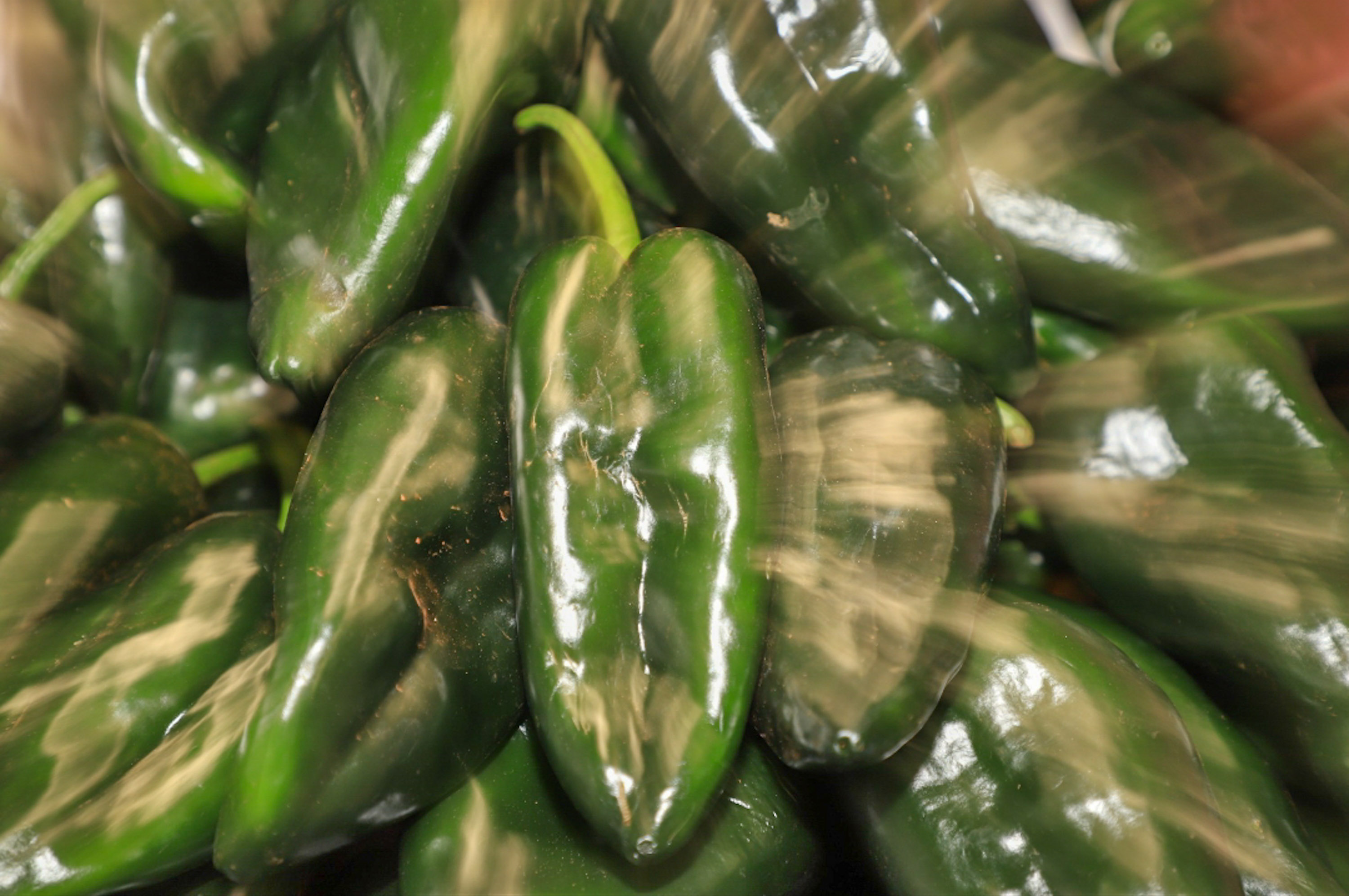 Chile poblano alcanza producción histórica de 480 mil toneladas: Sader