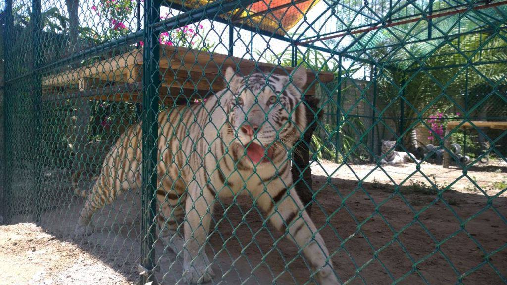 Trasladan a 31 animales de zoo de Tehuacán a albergue temporal