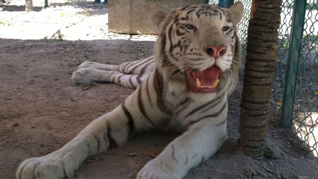 Trasladan a 31 animales de zoo de Tehuacán a albergue temporal