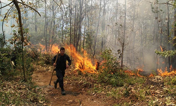 Dañaron incendios 250 hectáreas de bosque en el Popocatépetl