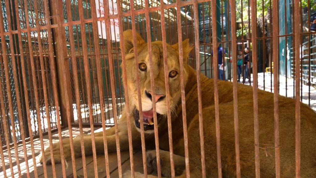 Trasladan a 31 animales de zoo de Tehuacán a albergue temporal