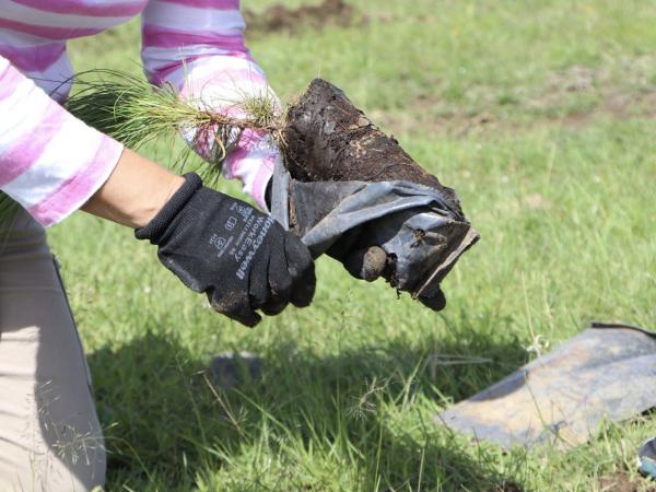 Suman 113 municipios beneficiados con plan de reforestación del gobierno estatal