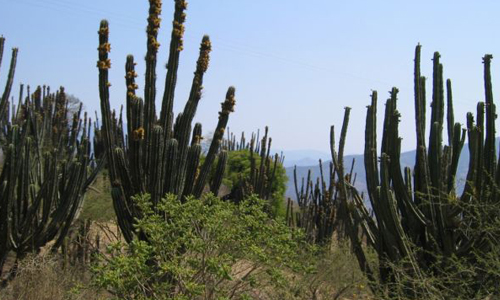 Insisten en construir desarrollo inmobiliario en la Biosfera de Tehuacán