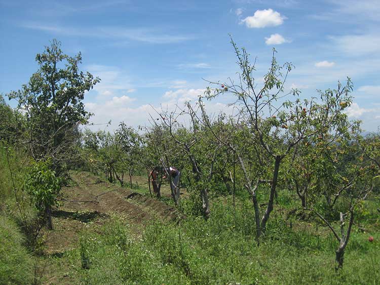 Granizada termina con cultivos en Huejotzingo; eran para exportar a NY