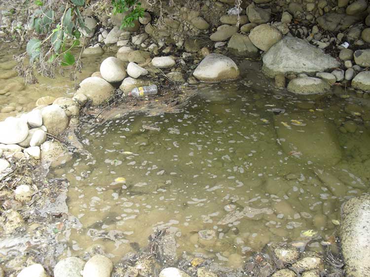 Mueren peces y reses por derrame de crudo en la Sierra de Puebla