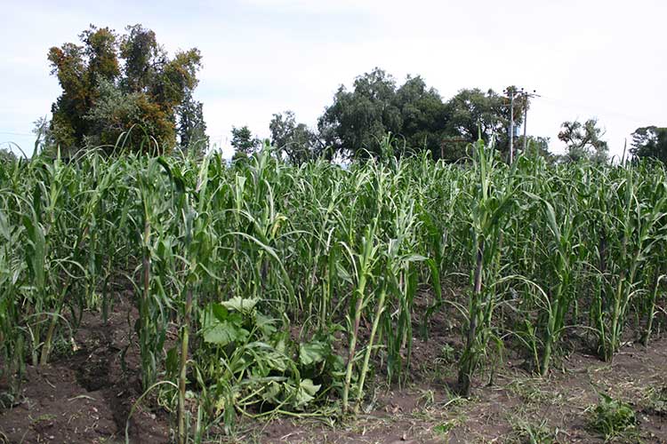 Reporta Sagarpa afectaciones menores en cultivos por Fernand