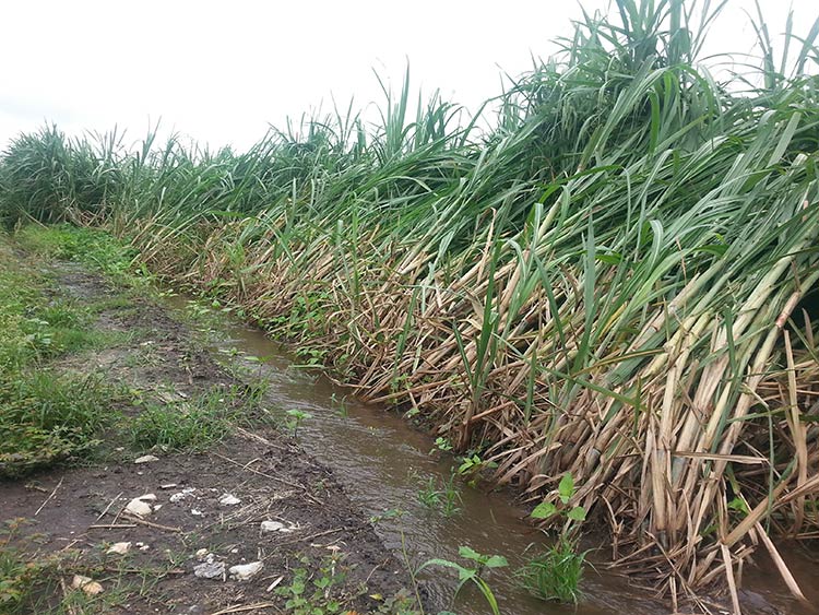 Por descuido se desborda acequia en Atencingo; hay 200 damnificados