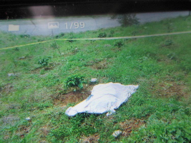Asesinan a mujer de 26 años en el municipio de Tlaola