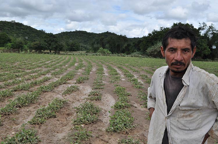 Dañadas más de 15 mil hectáreas de cultivo en Puebla