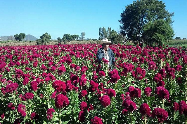 Consideran aumentar producción de flor en Atlixco por alta demanda del 10 de mayo