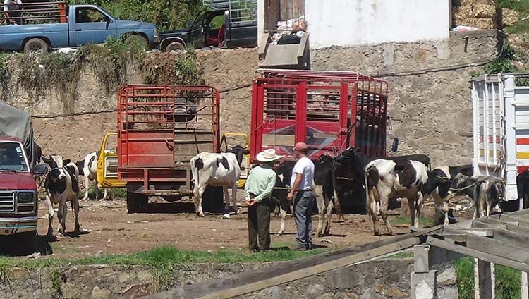 Implementan trueque para comercializar ganado en la Sierra de Puebla