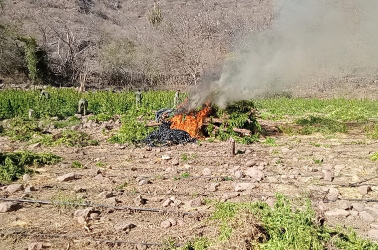 Así destruyen seis plantíos de marihuana en Jalisco