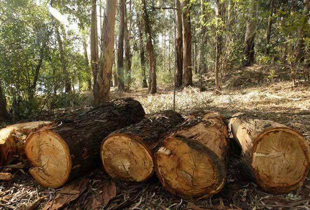Tala clandestina termina con 150 mil árboles en límites de Puebla e Hidalgo