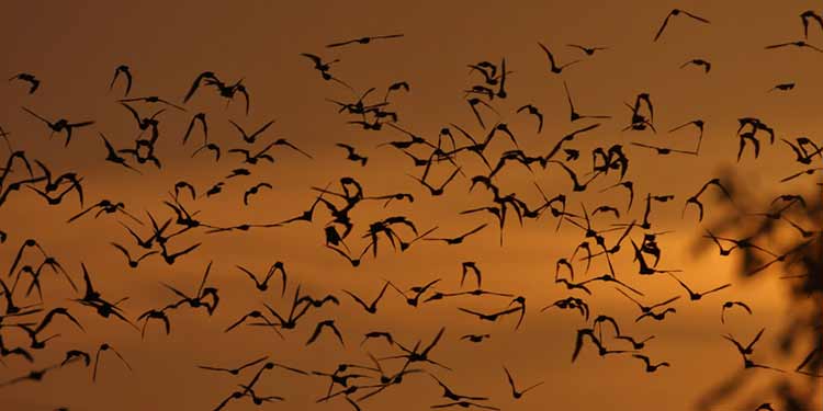 Arriban a Tehuacán cientos de murciélagos ceja blanca por temporada invernal