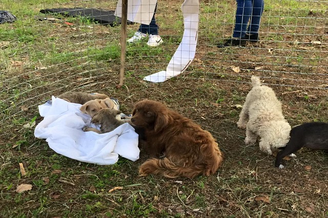 Animales, los otros damnificados tras el paso de Earl por la Sierra Norte