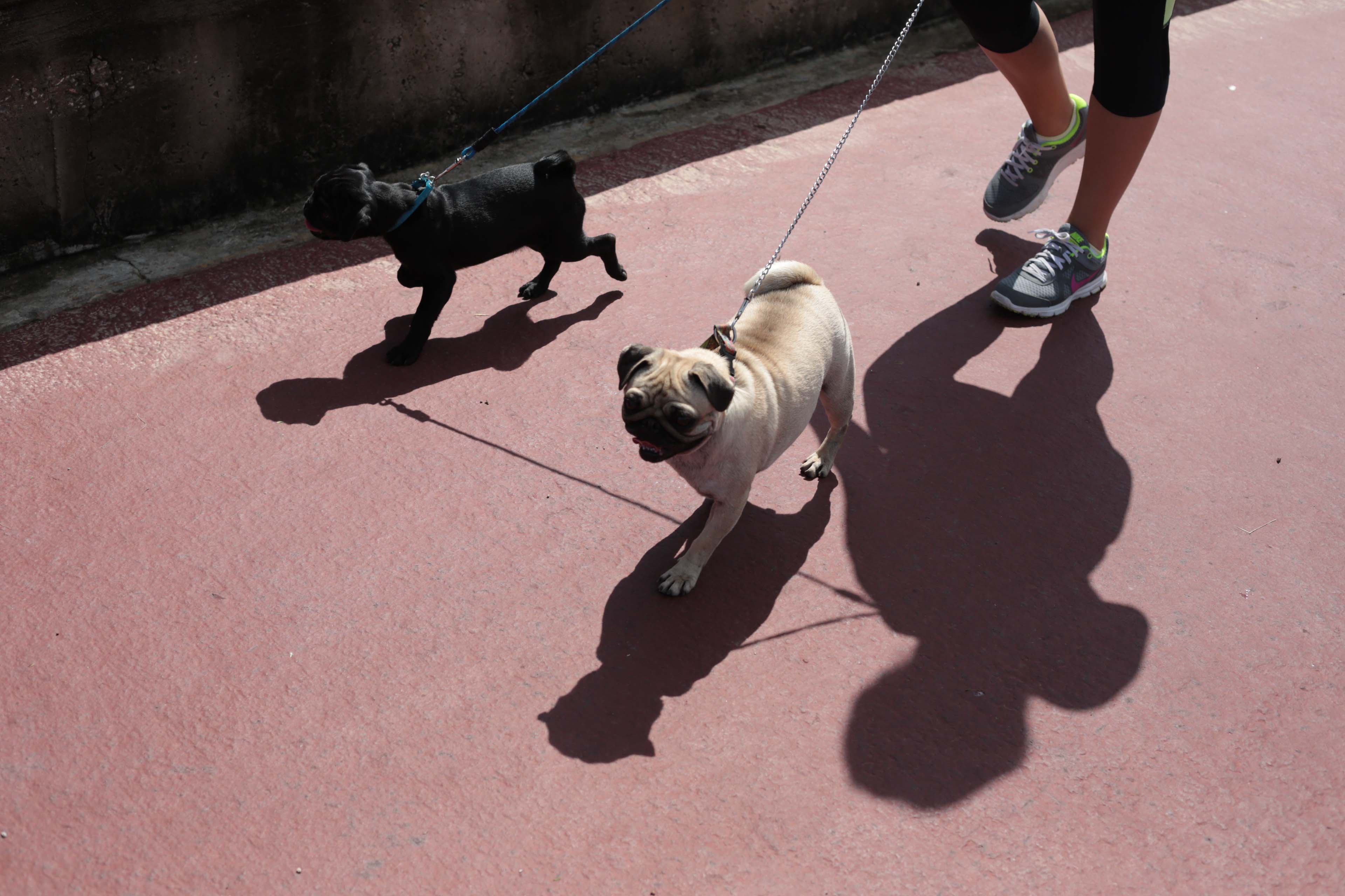 Día del Perro: lugares pet friendly para visitar con tus lomitos en Puebla