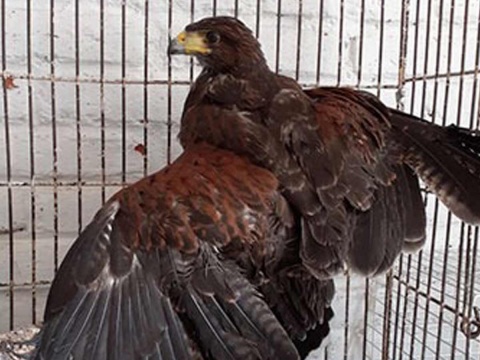 En Tlatelolco rescatan águila en malas condiciones
