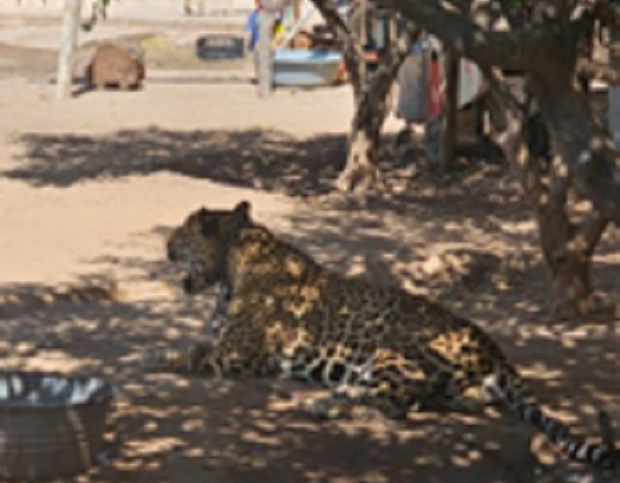 Hasta un jaguar asegura la FGR durante cateo en Mocorito, Sinaloa