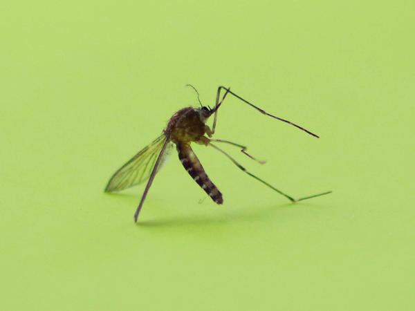 IMSS llama a población a reforzar medidas de prevención contra el dengue