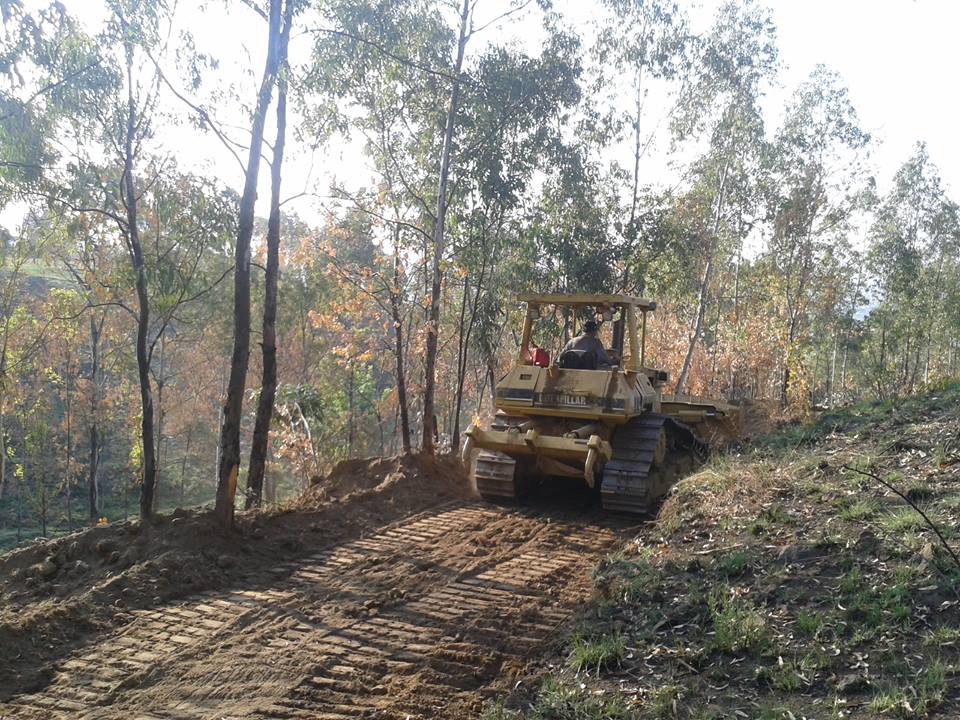 Niegan derribo de árboles en Zapotecas; abrieron caminos