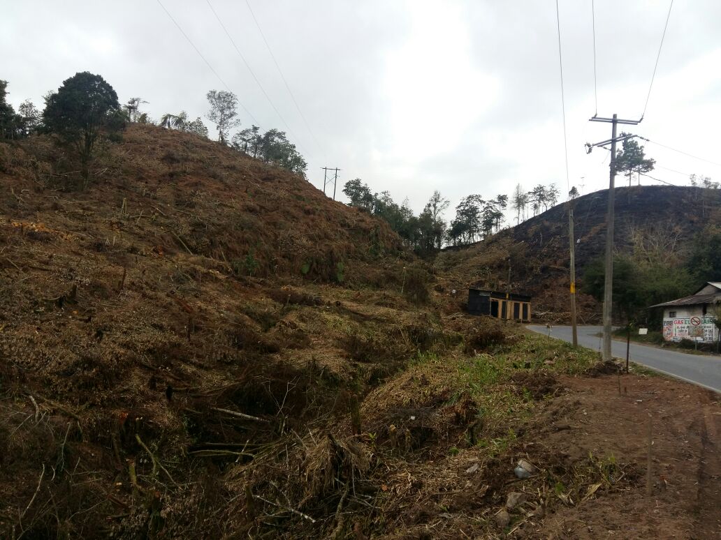 Villas Cuetzalan se deslinda de devastación en bosque mesófilo