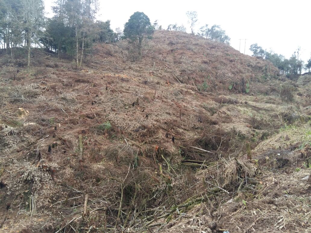 Devastan bosque, en Cuetzalan, hay especies en riesgo de extinción