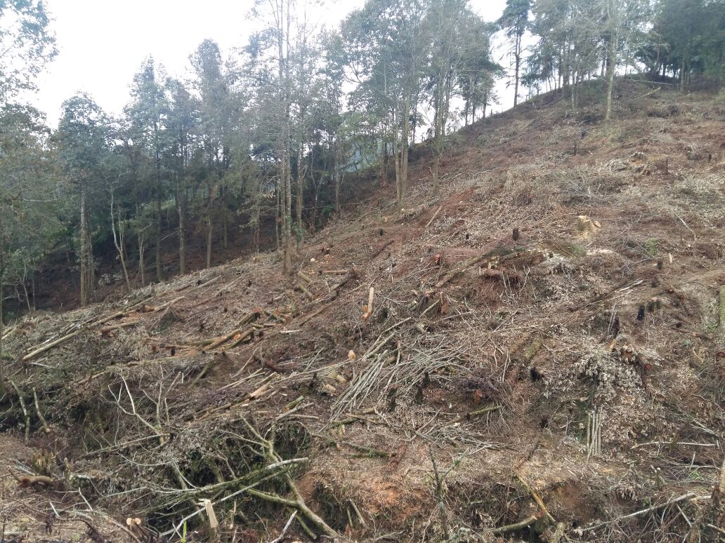 Devastan bosque, en Cuetzalan, hay especies en riesgo de extinción