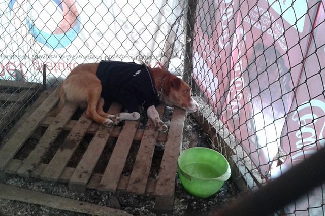 Delincuentes roban refugio de animales en Huauchinango