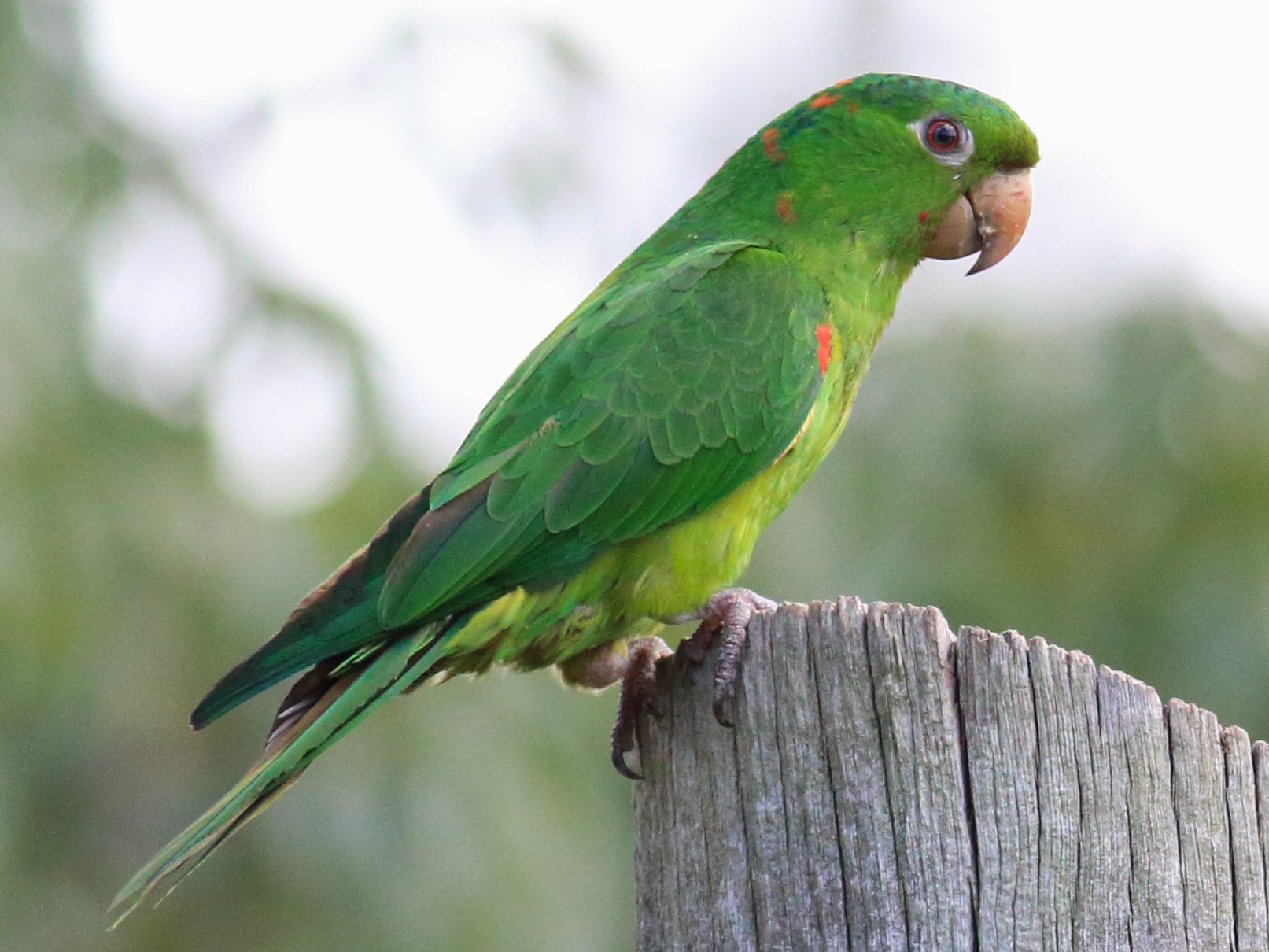 Si tienes un loro como mascota, esto podría ser delito ambiental, aquí podrás conocer por qué 