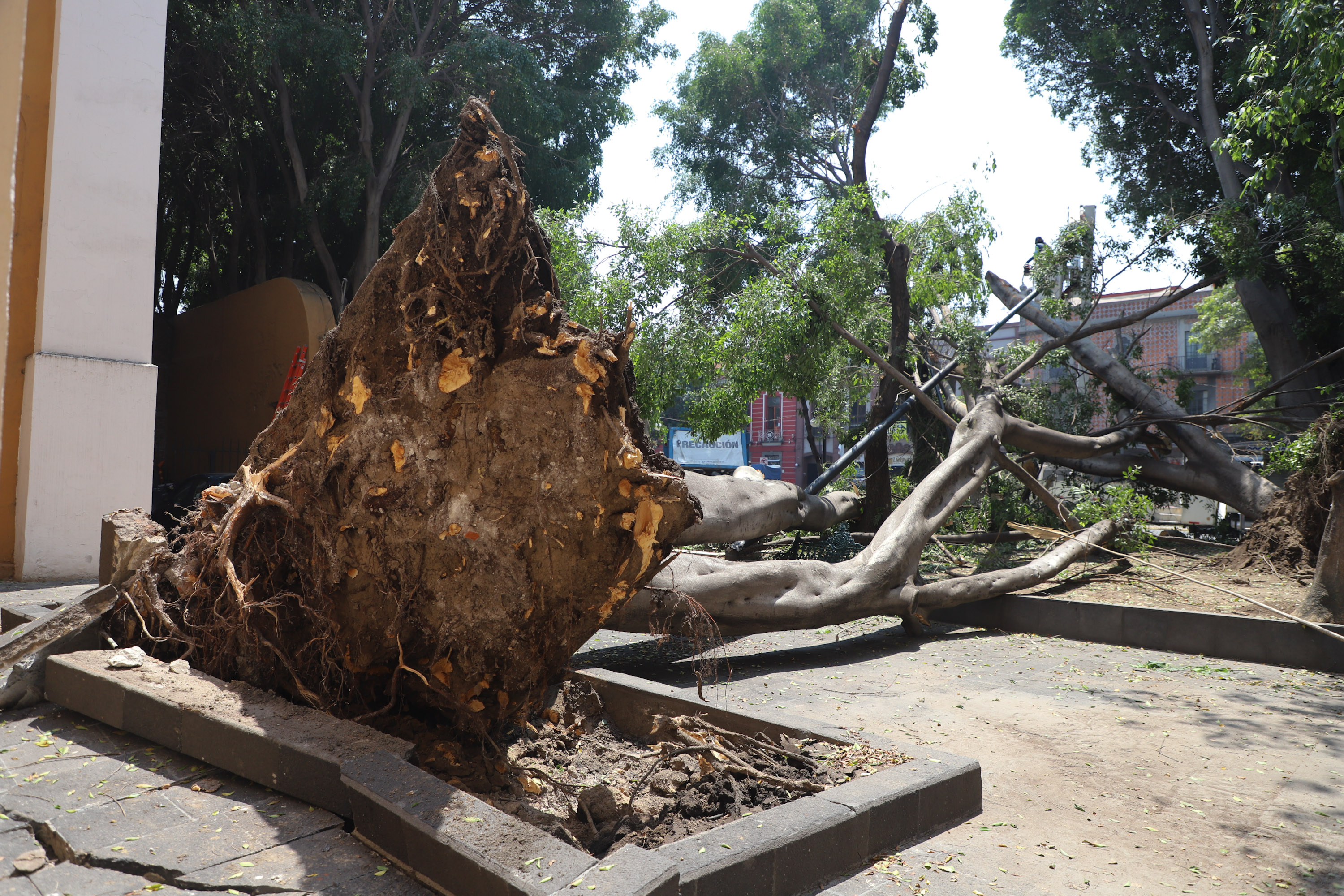 Retiran árboles caídos del Paseo Bravo