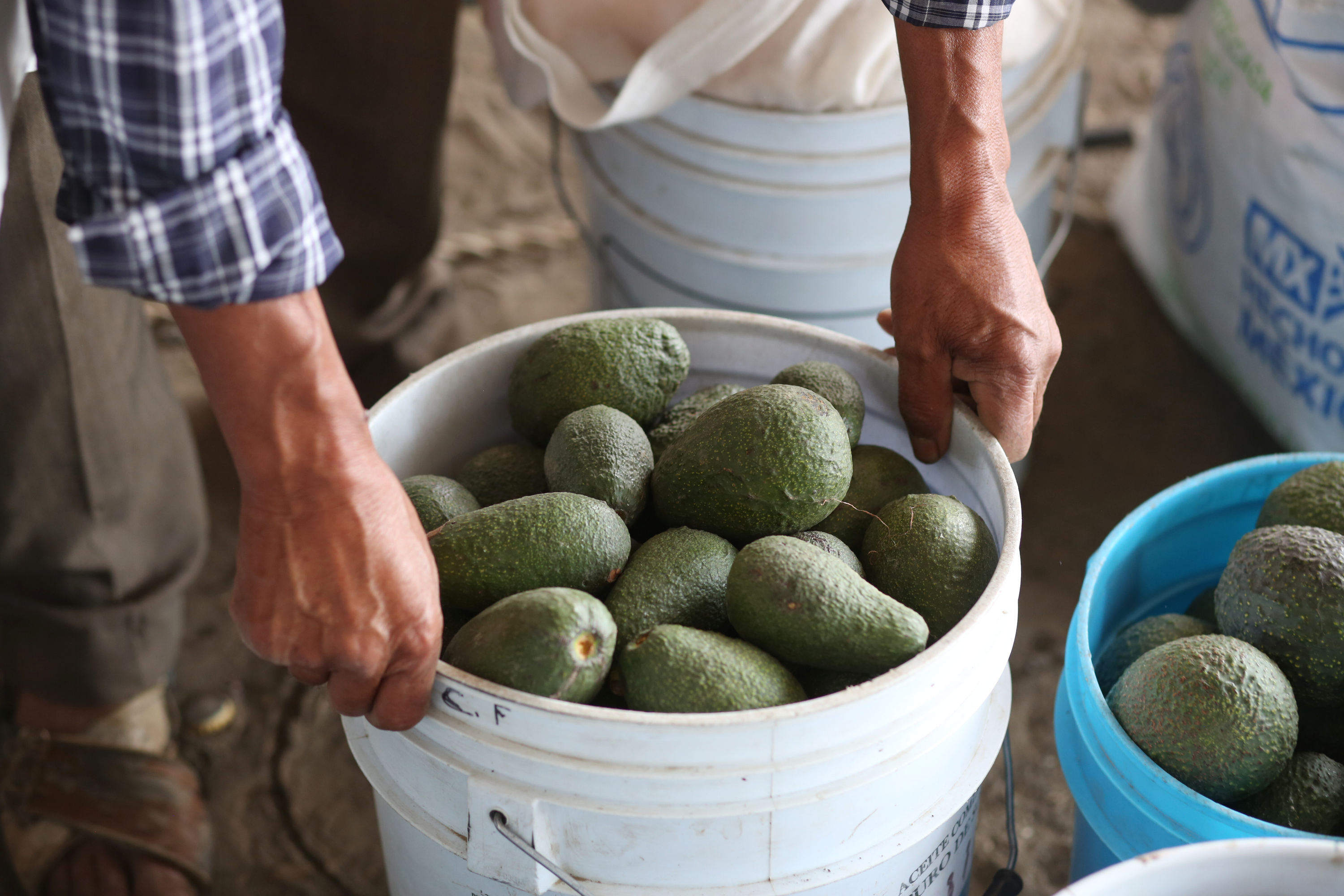 Sanción a aguacate michoacano deja pérdidas entre 7.5 y 10 mdd