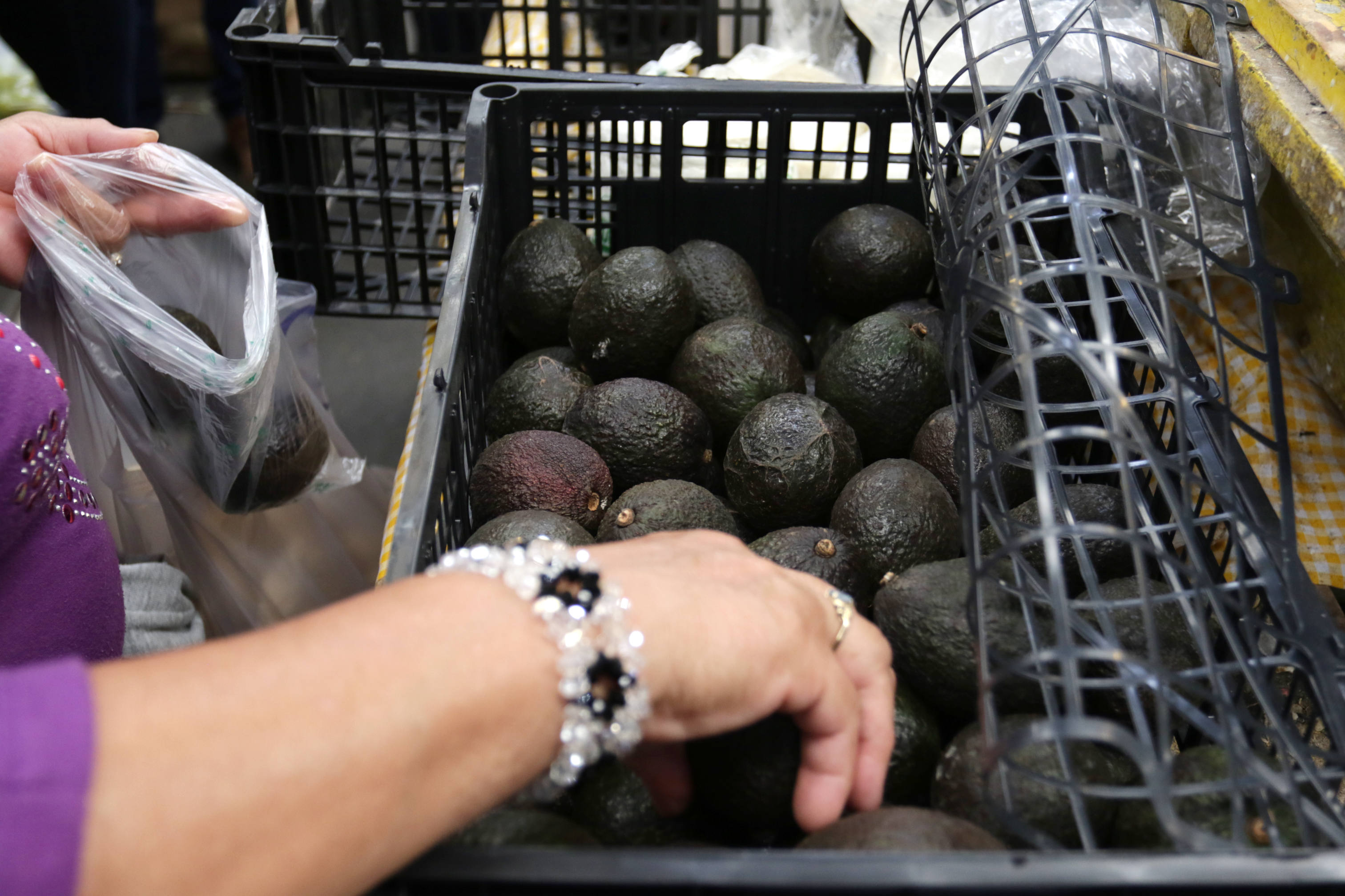 Exportación de aguacates y mangos michoacanos a EU se está normalizando: AMLO