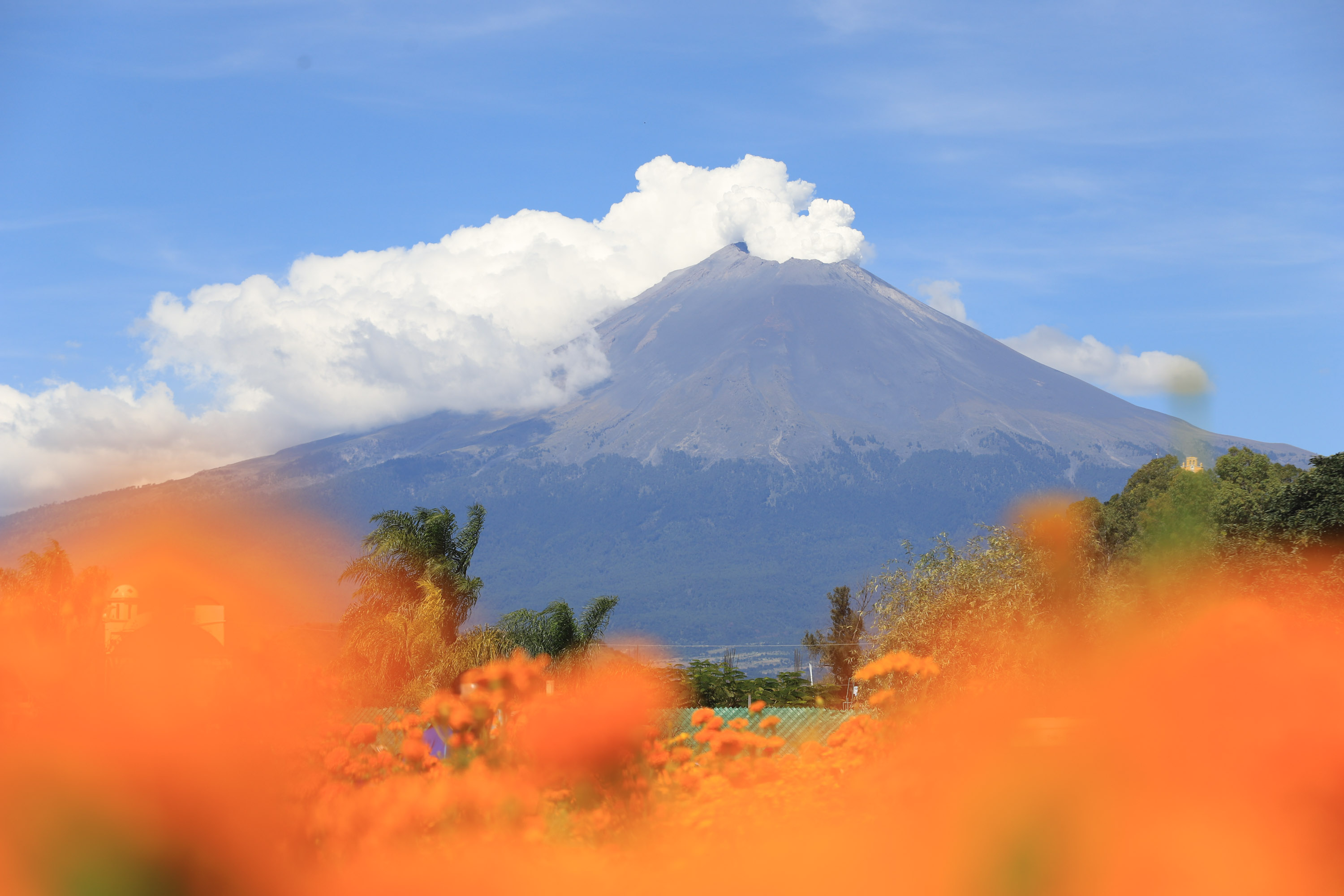 VIDEO Flores de cempasúchil naranjas y moradas, enmarcan fumarola del Popocatépetl