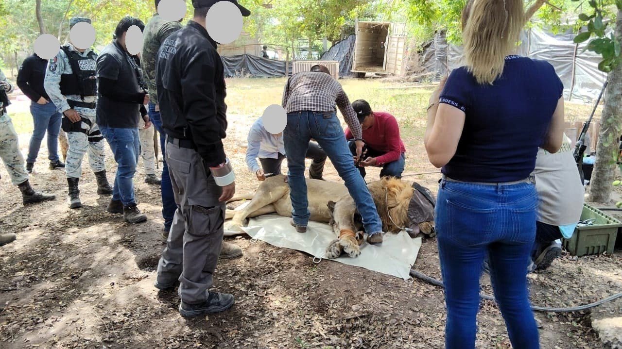En cateo, FGR asegura dos leones en Nayarit