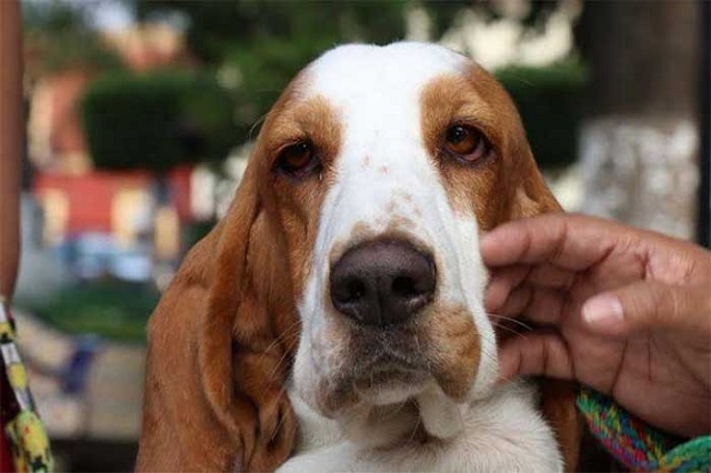 Detectan al menos seis casos de zoofilia con perros en Tehuacán
