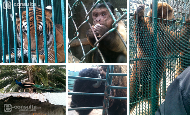 Urge protectora de animales que Gómez Olivier informe sobre nuevo zoo
