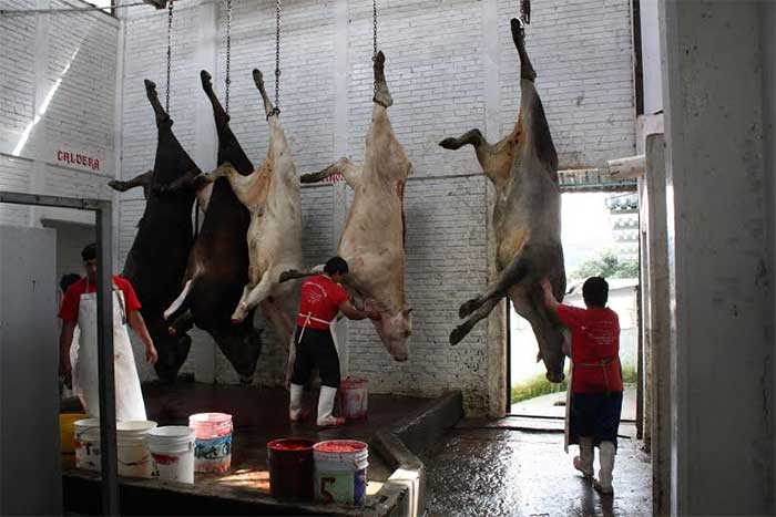 Incineran 400 kilos de carne de animales enfermos en rastro de Tehuacán 