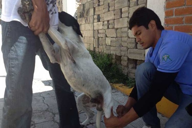 Contabilizan más de 30 mil perros callejeros en el municipio de Atlixco