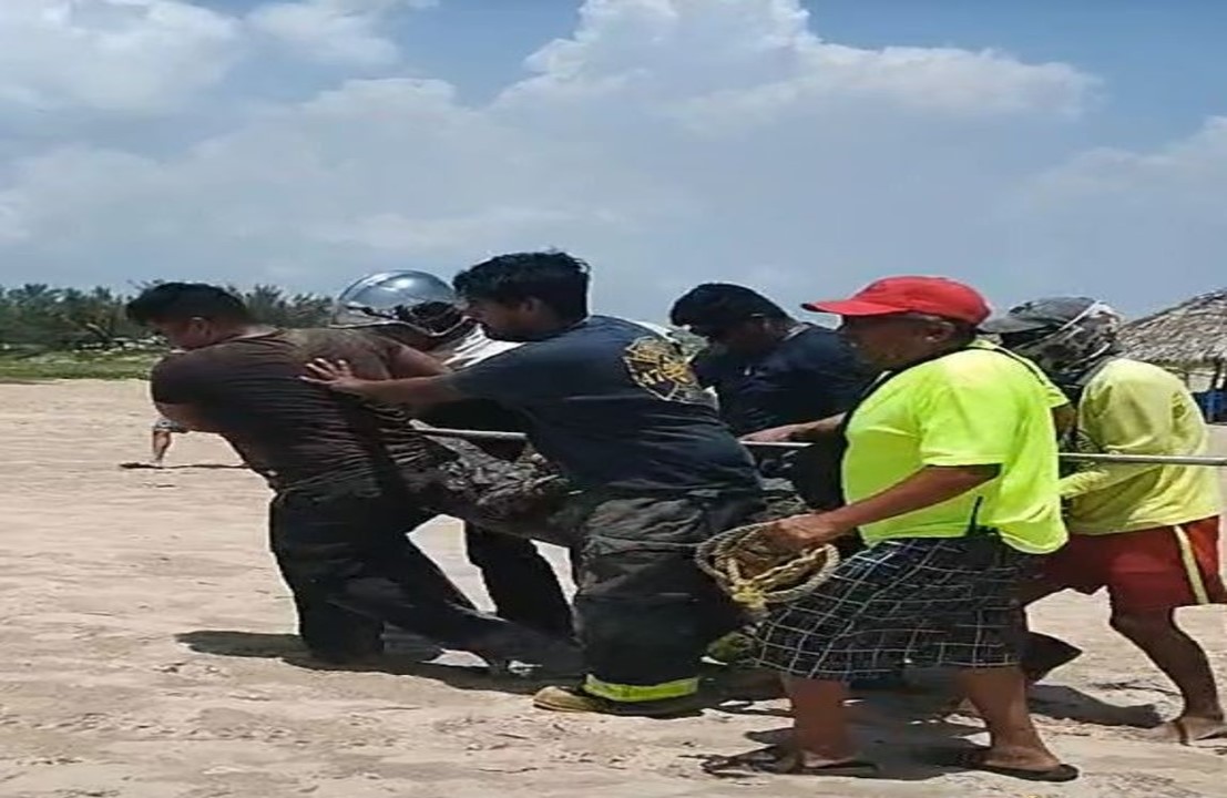 Es capturado cocodrilo en playa de Tamaulipas