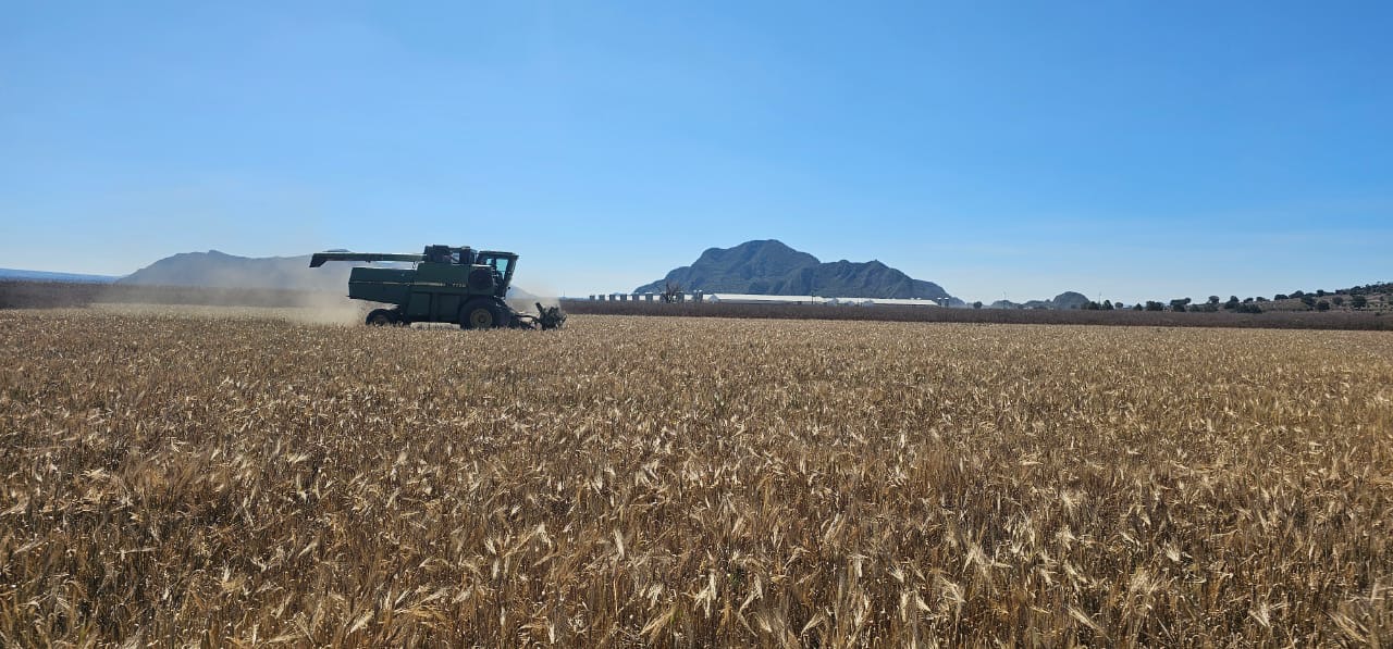 Granjas Carroll ofrece comprar seis mil toneladas de cebada en apoyo a productores locales