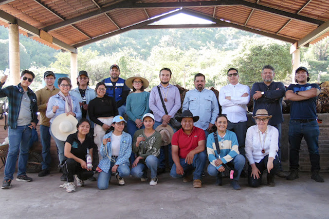 Investigadores BUAP buscan fortalecer la producción de agave mezcalero en Puebla