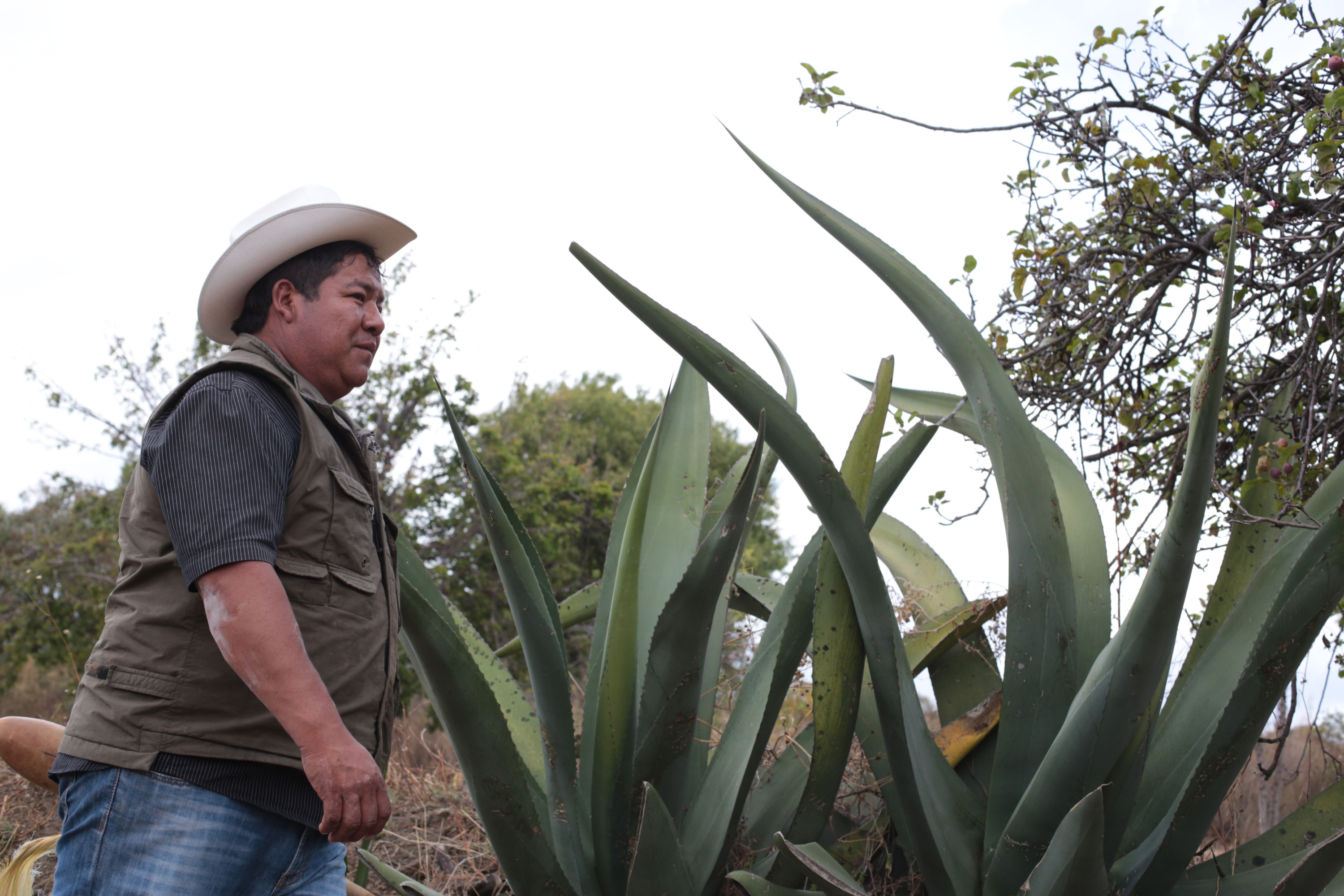 Profepa va contra la extracción de maguey en Reserva de la Biósfera Tehuacán