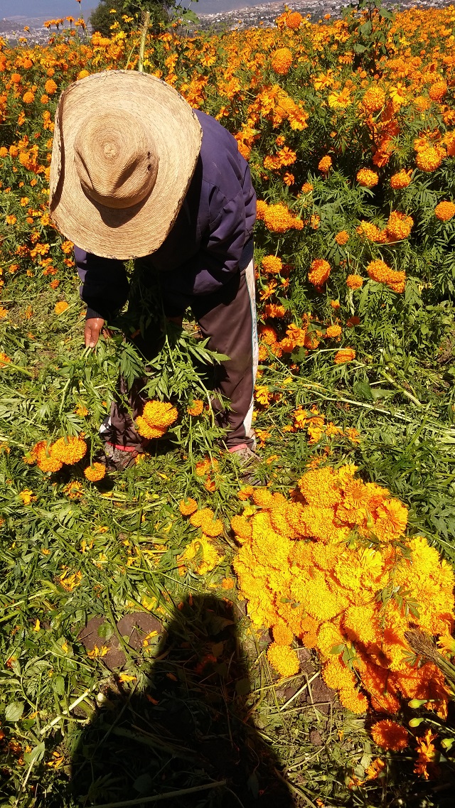 Corte de flor de muerto alivia economía de la región de Atlixco 