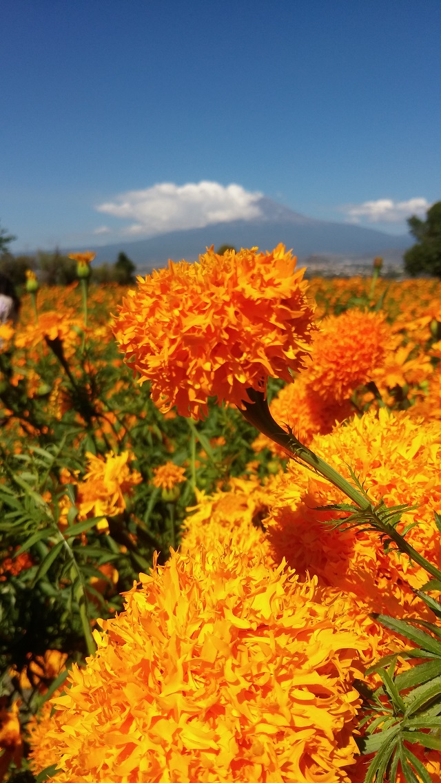 Corte de flor de muerto alivia economía de la región de Atlixco 