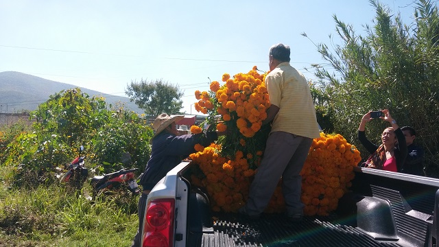 Corte de flor de muerto alivia economía de la región de Atlixco 