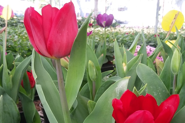 Atlixco prepara miles de tulipanes para ser vendidos en febrero