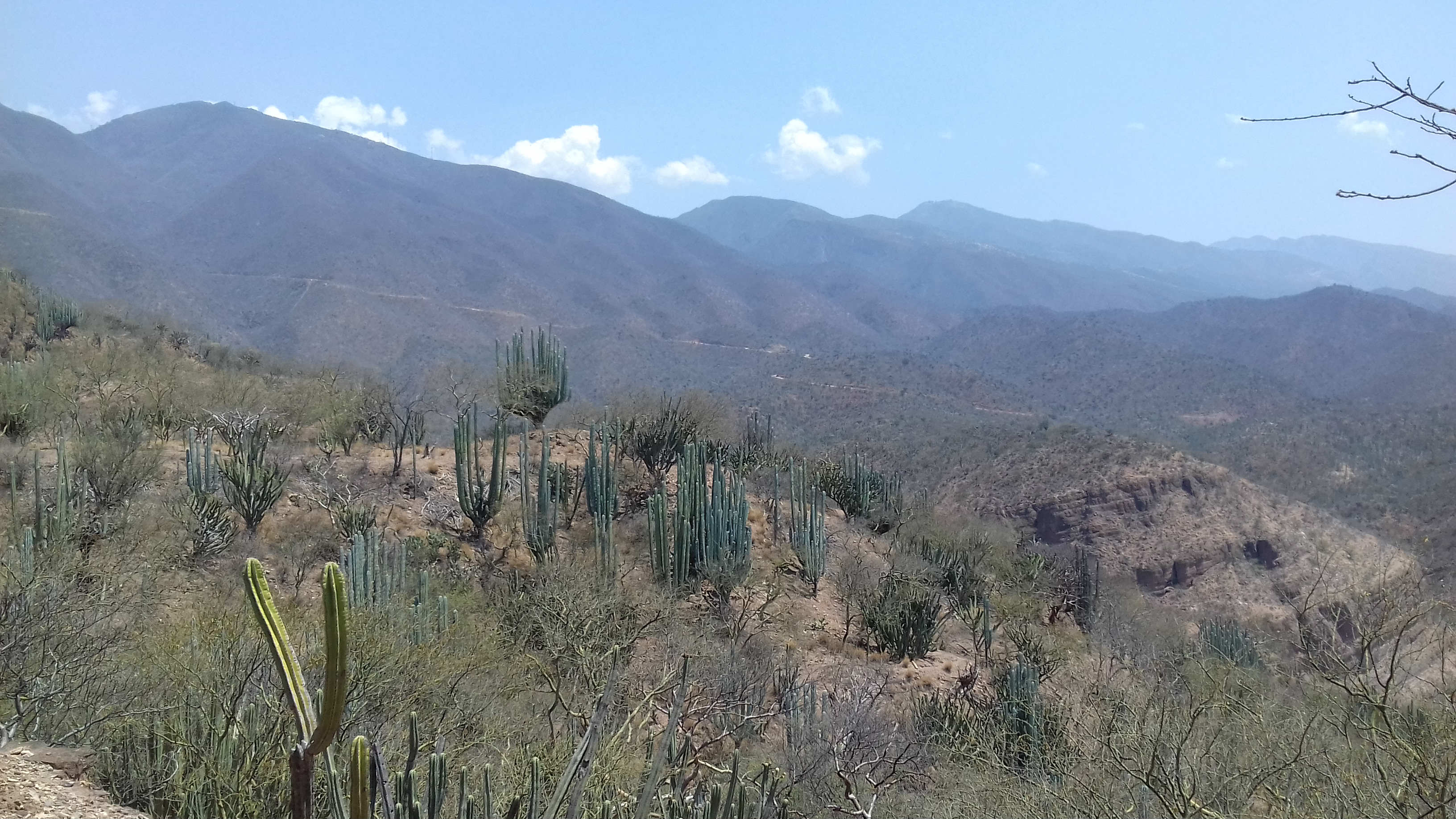 UNAM realiza inventario en la Reserva Tehuacán-Cuicatlán