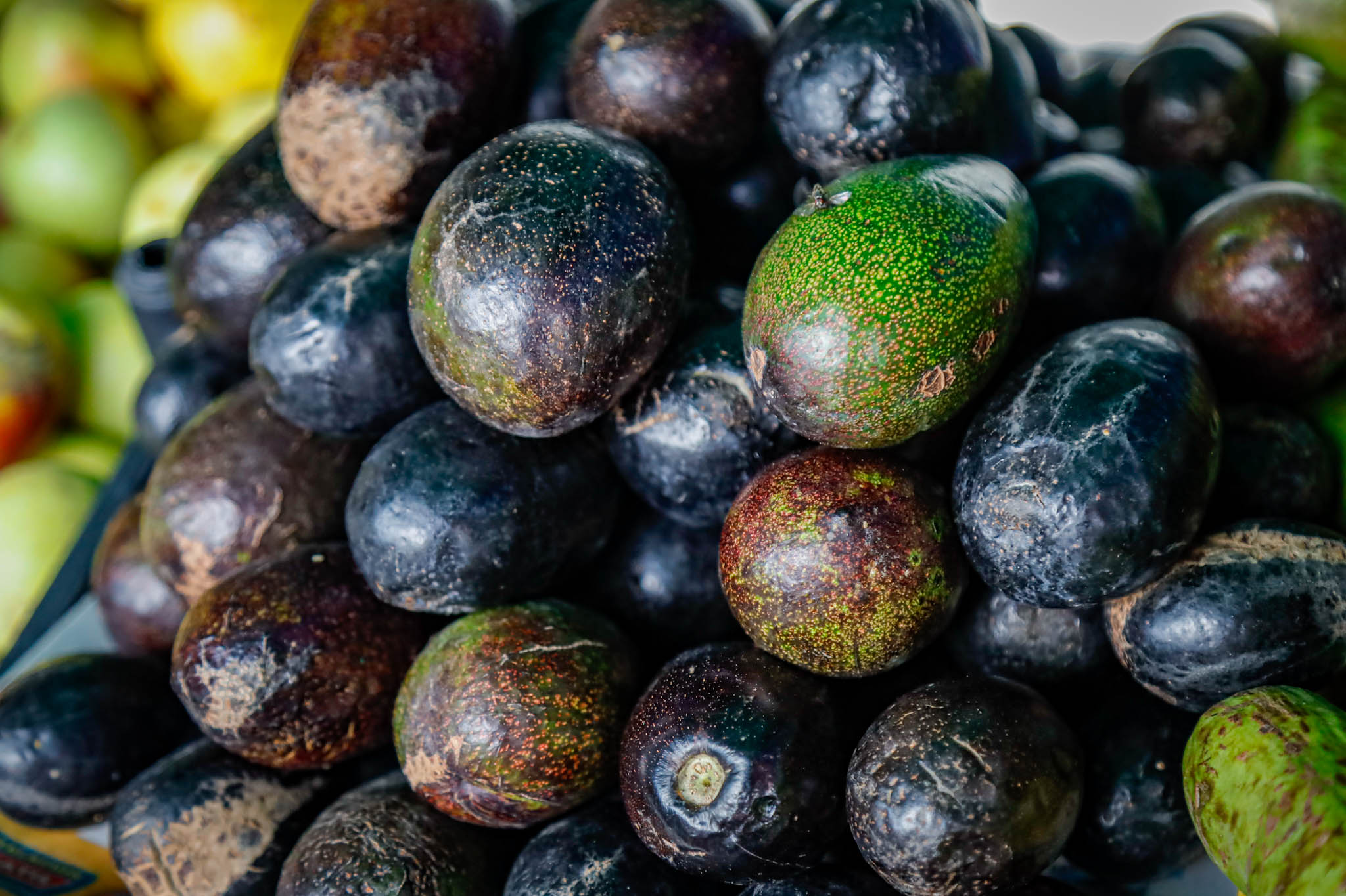 El aguacate ayuda a tu salud y a prevenir padecimientos