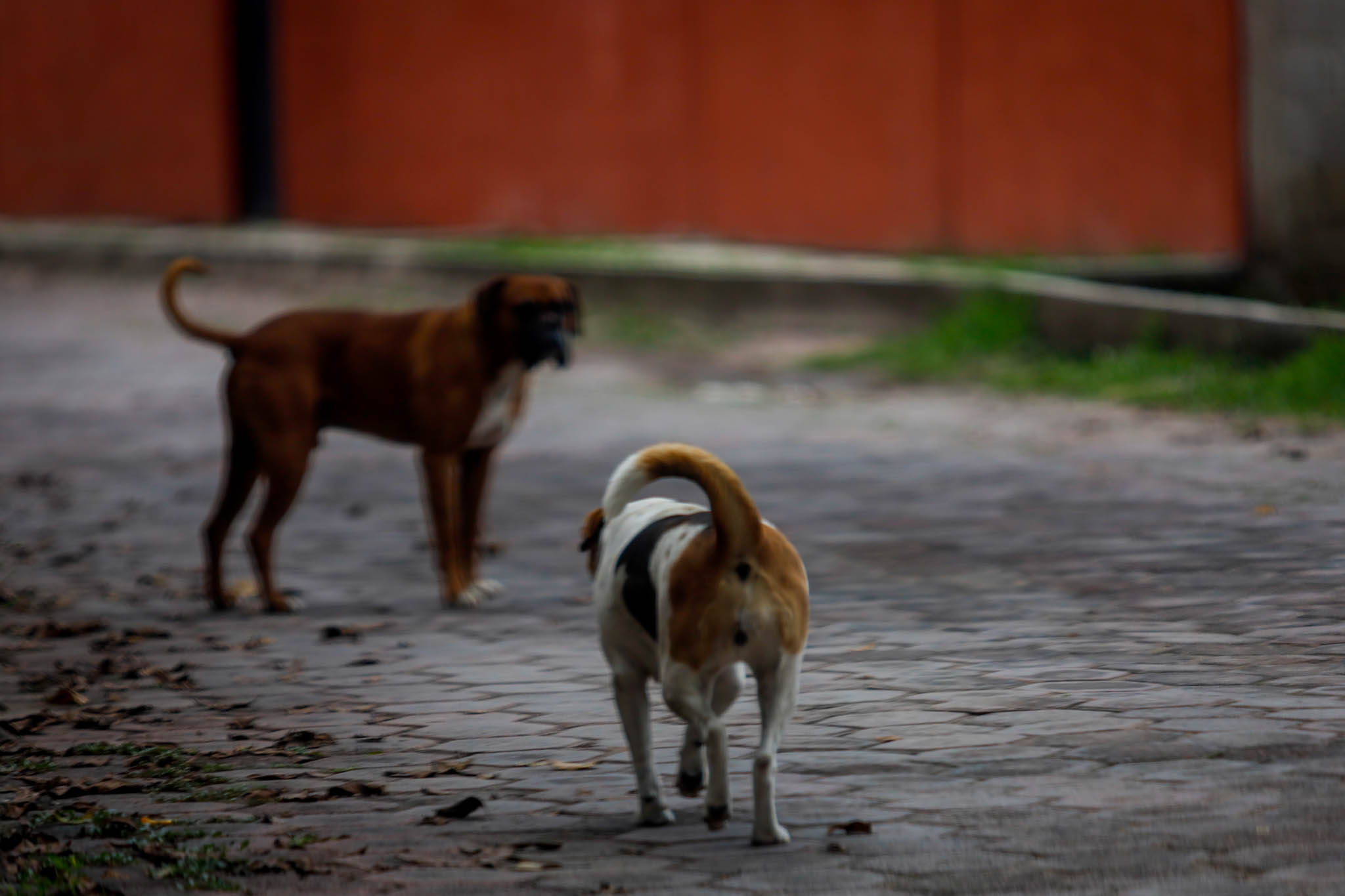 Los perros son la principal fuente de muertes por rabia en humanos