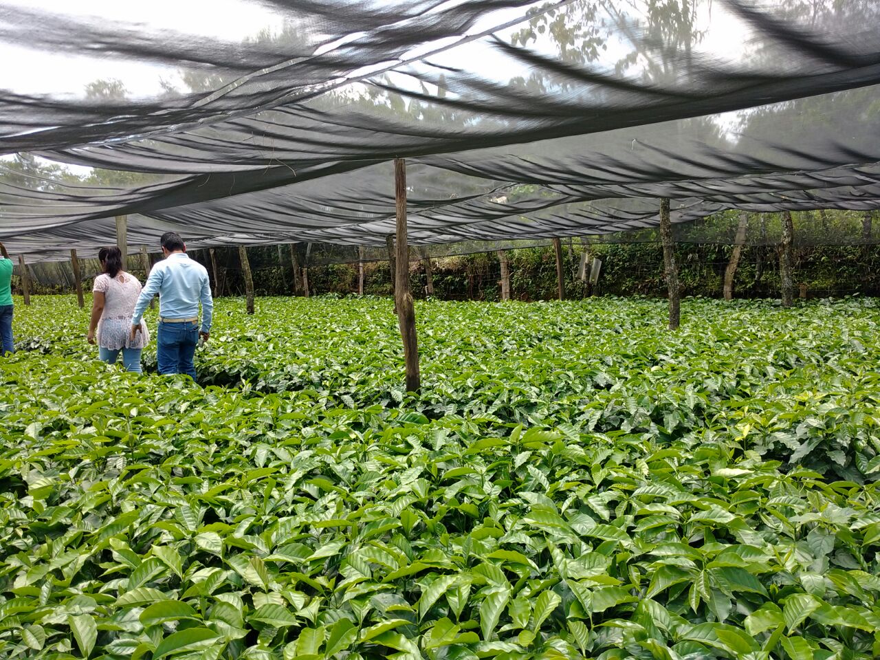 Afecta roya hasta 80 % de cada cafetal en Sierra Norte de Puebla